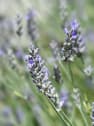 Lavandula angustifolia 'Platinum Blonde' - Planta aromática