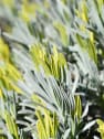 Lavandula angustifolia 'Platinum Blonde' - Planta aromática