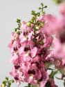 Angelonia angustifolia