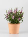 Angelonia angustifolia