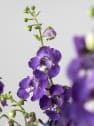 Angelonia angustifolia