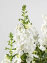 Angelonia angustifolia