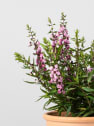 Angelonia angustifolia