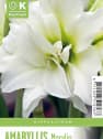 Bulbos de Amaryllis 'Marilyn'