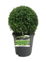 Boj común bola (Buxus sempervirens)