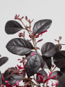 Loropetalum chinense 'Black Pearl'