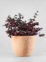 Loropetalum chinense 'Black Pearl'