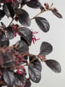 Loropetalum chinense 'Black Pearl'