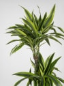 Dracaena fragrans 'Lemon Lime'