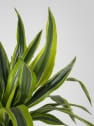 Dracaena fragrans 'Lemon Lime'