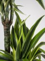 Dracaena fragrans 'Lemon Lime'