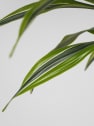 Dracaena fragrans 'Lemon Lime'