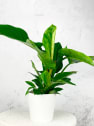 Philodendron erubescens 'Imperial Green'