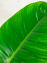 Philodendron erubescens 'Imperial Green'