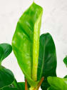 Philodendron erubescens 'Imperial Green'
