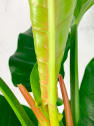 Philodendron erubescens 'Imperial Green'