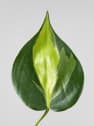 Philodendron scandens 'Brasil'