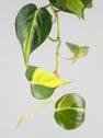 Philodendron scandens 'Brasil'