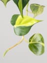 Philodendron scandens 'Brasil'