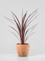 Cordyline banksii 'Electric Pink'