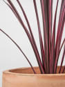 Cordyline banksii 'Electric Pink'