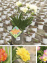 Freesia