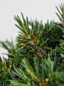 Chamelaucium uncinatum (Flor de Cera)