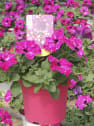 Petunia 'Magic Sky'