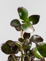 Coprosma 'Chocolate Soldier'