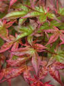 Acer palmatum 'Beni-maiko' (Arce Japonés 'Beni-maiko')
