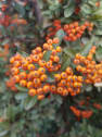 Pyracantha coccinea 'Orange Glow'