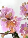 Orquídea Premium Phalaenopsis 'Marvellous' rosa