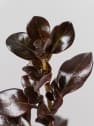 Coprosma 'Chocolate Soldier'