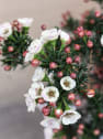 Chamelaucium uncinatum (Flor de Cera)