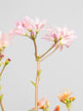 Lewisia cotyledon