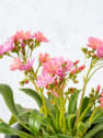 Lewisia cotyledon