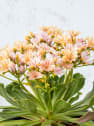 Lewisia cotyledon