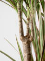 Dracaena marginata 'Bicolor'