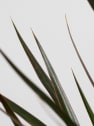 Dracaena marginata 'Magenta'