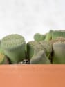 Lithops (variado)