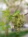 Acer negundo