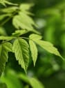Acer negundo