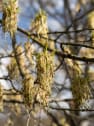 Acer negundo
