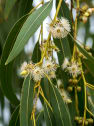 Eucalyptus globulus