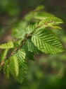 Fagus sylvatica (Haya)