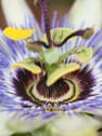 Passiflora caerulea