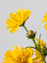Cosmos sulphureus
