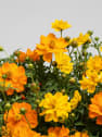 Cosmos sulphureus