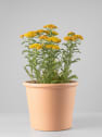 Achillea millefolium