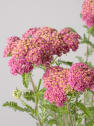 Achillea millefolium